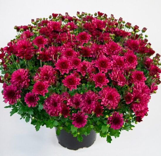 Krizantēma 'Bransound Magenta'