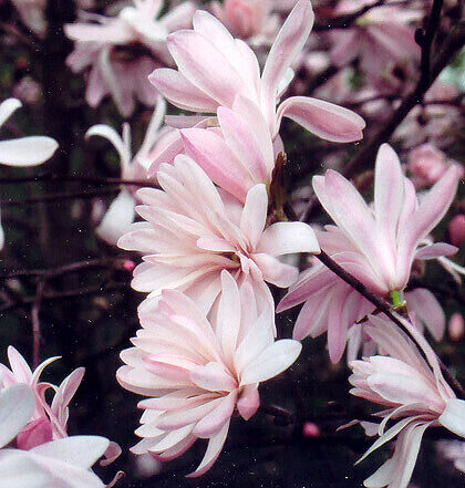 Zvaigžņu magnolija 'Rosea'