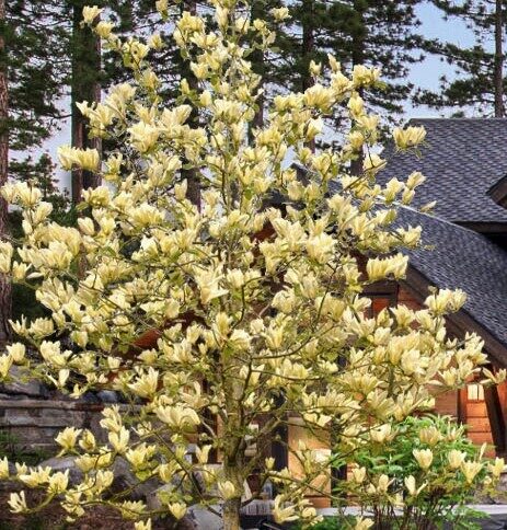 Magnolija 'Yellow Lantern'