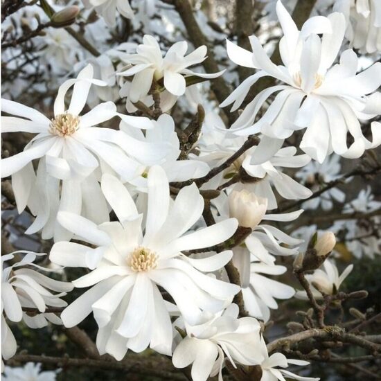 Zvaigžņu magnolija
