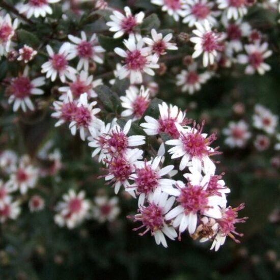 Sānziedu ziemastere