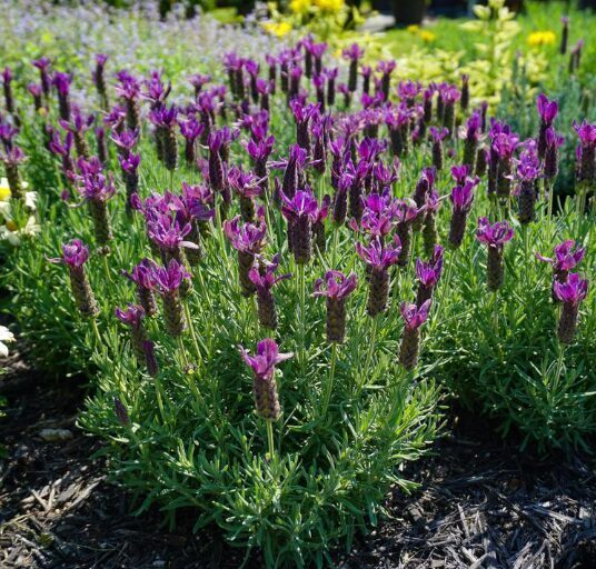 Franču lavanda “Maxi Purple”