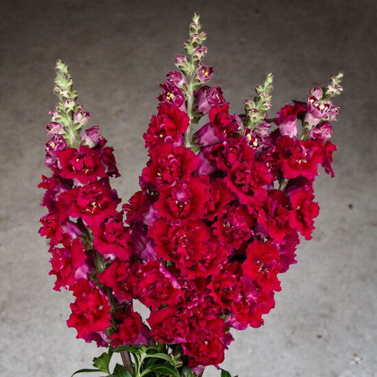 Lauvmutīte “Madame Butterfly Red”
