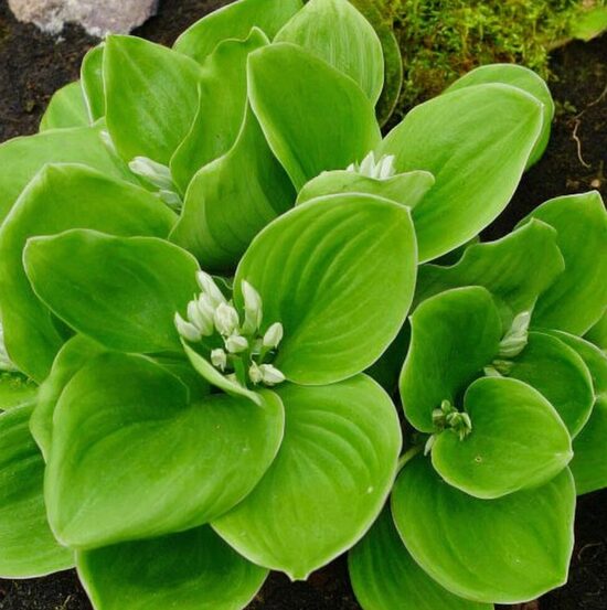 Miniatūrā hosta 'Monster Ears'