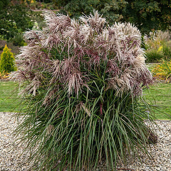 Miskante 'Polonus'