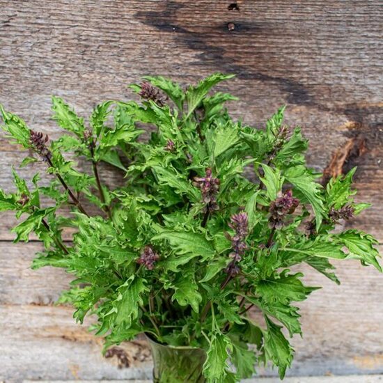 Zanzibāras baziliks 'Mrihani'