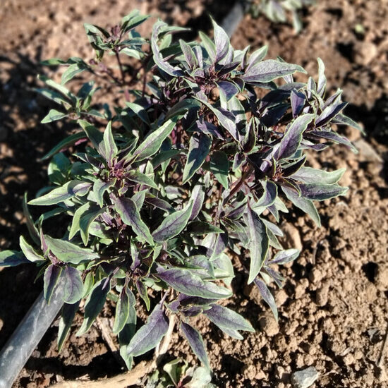 Jaungvinejas baziliks