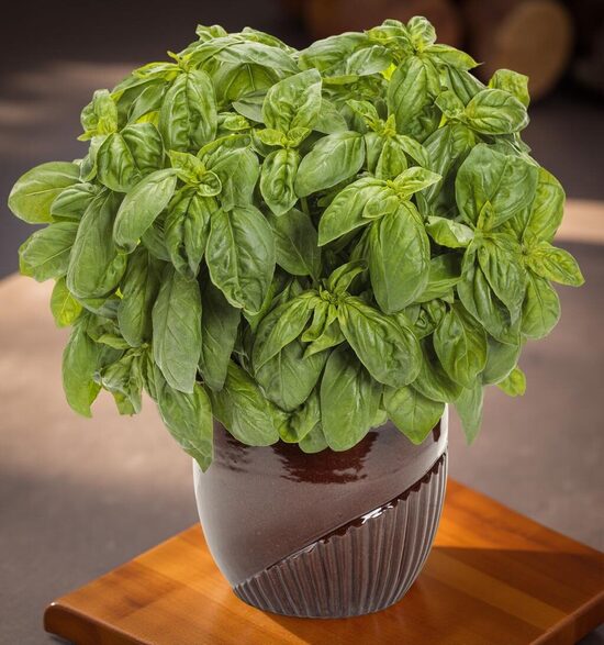 Saldais baziliks 'Pesto Besto'