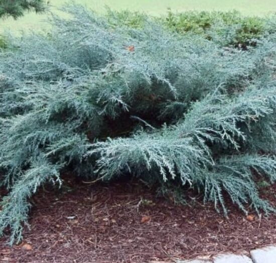 Virdžīnijas kadiķis 'Blue Owl'