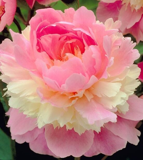 Peonija 'Sorbet'