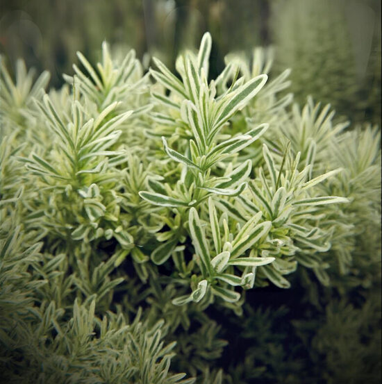Lavanda “Platinum Blonde”