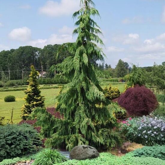 Losona paciprese 'Pendula'