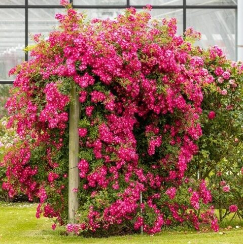 Vīteņroze 'Perfumy Siluetta'