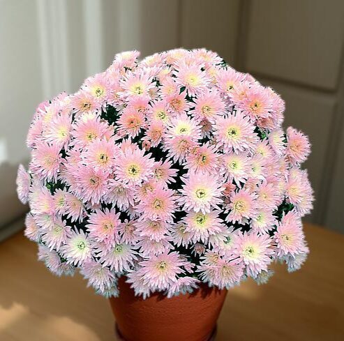 Krizantēma 'Coeur de Lorraine Perle'