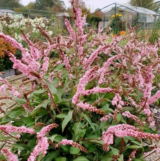 Sūrene 'Pink Elephant'