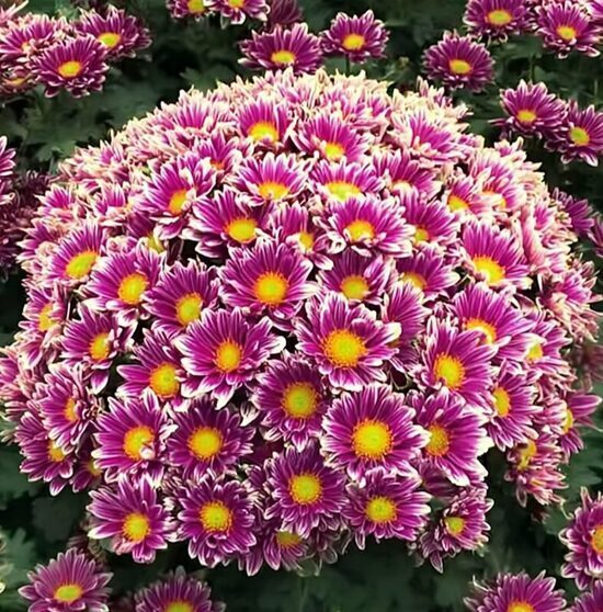 Krizantēma 'Picto Violet Blanc'