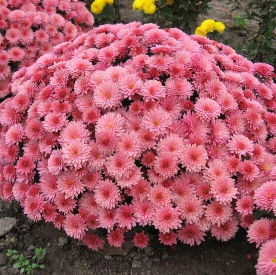 Krizantēma 'Coeur de Lorraine Rose'