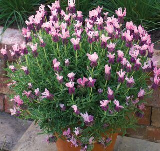 Franču lavanda “Pink Flame”