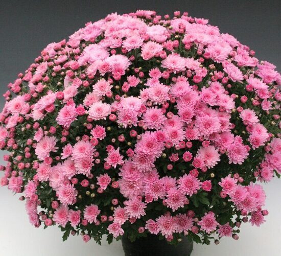 Krizantēma “Branperfect Pink”