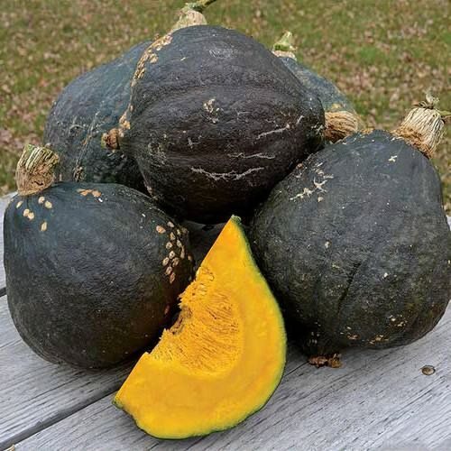 Ķirbis 'Anna Schwartz'