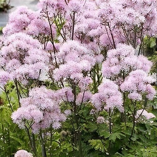 Ozolīšu saulkrēsliņš 'Nimbus Pink'