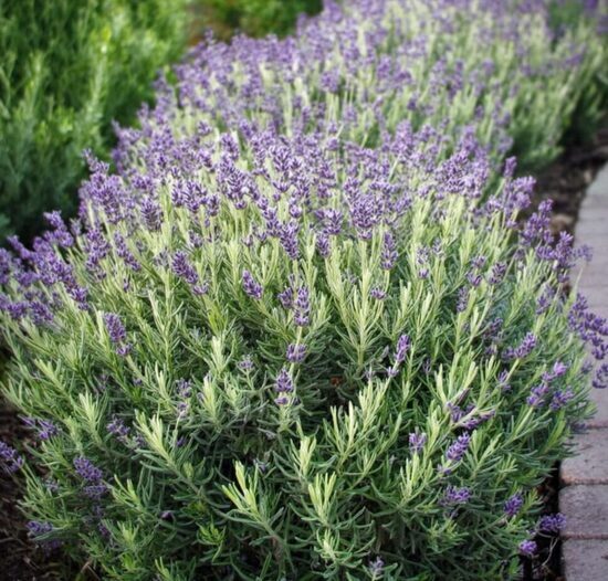 Lavanda “Platinum Blonde”