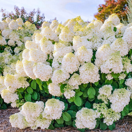 Hortenzija 'Living Summer Snow' (Piegāde no 20.-22. aprīlim)