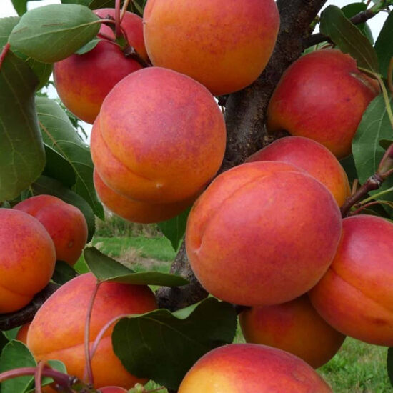 Aprikoze 'Early Blush'