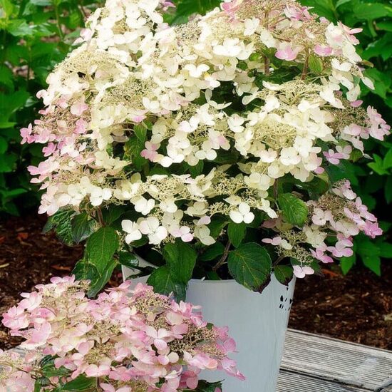 Zemā hortenzija ''Polestar"