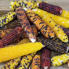 Popkorna kukurūza 'Miniature Colored'
