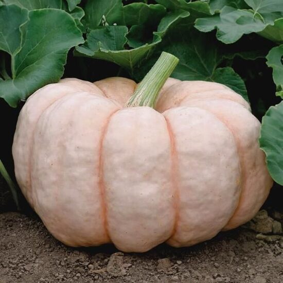 Ķirbis 'Porcelain Doll F1'