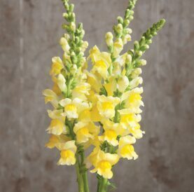 Lauvmutīte 'Potomac Yellow'