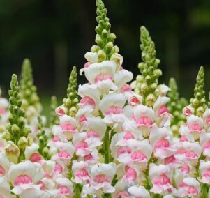 Lauvmutīte 'Potomac Appleblossom'