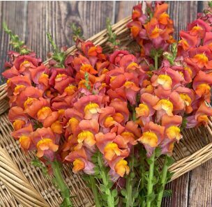 Lauvmutīte 'Potomac Orange'