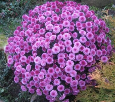 Krizanēma 'Bransound Purple'