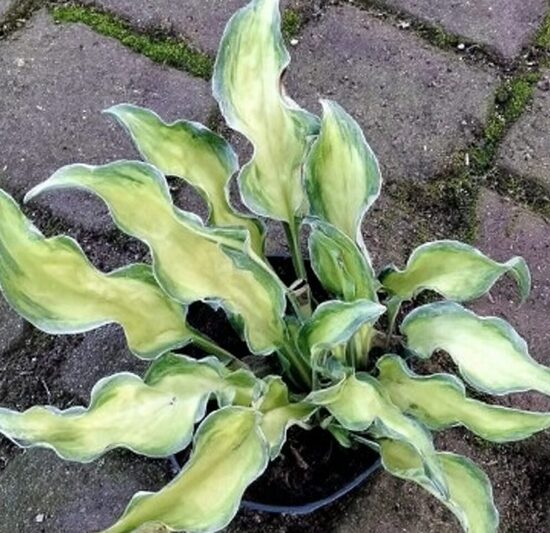 Hosta 'Gravity Rocks'