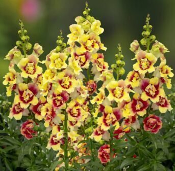 Lauvmutīte 'Doubleshot Yellow Red Heart'