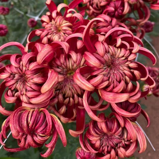 Lielziedu krizantēma 'Regal Mist Red'