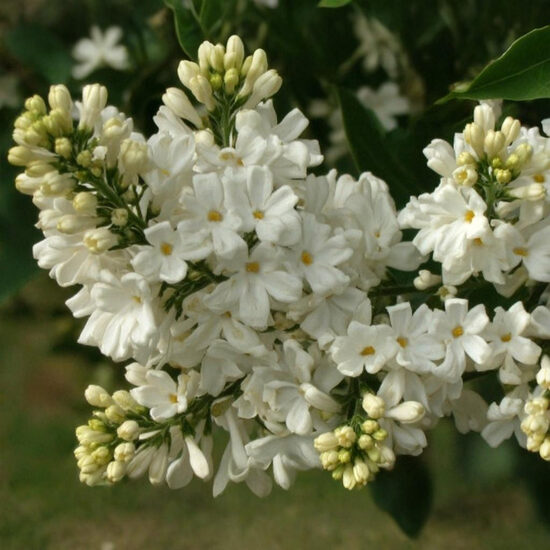 Ceriņš 'Rochester'