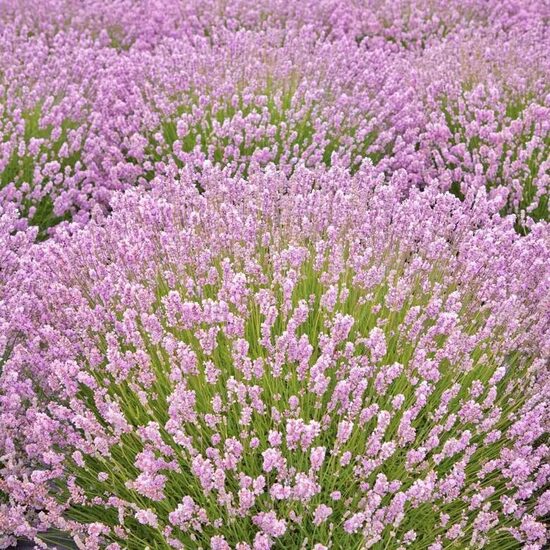 Lavanda “Rosea”
