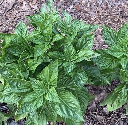 Saldais baziliks 'Rutgers Devotion'