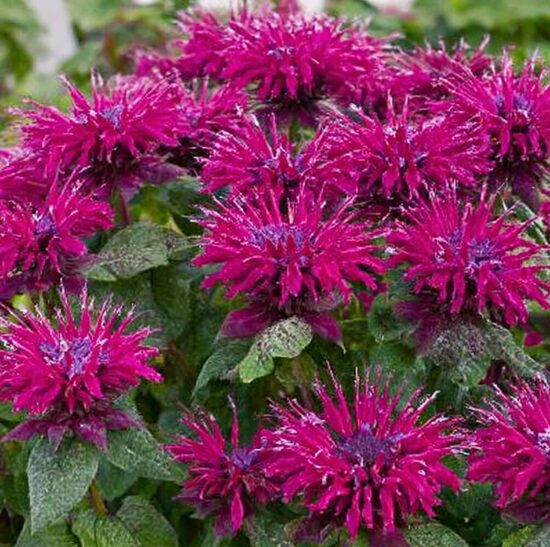Monarda “Bee True”