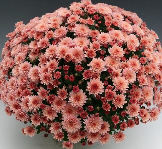 Krizantēma 'Branfountain Salmon'