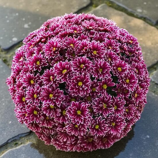 Krizantēma 'Salto Violet Blanc'