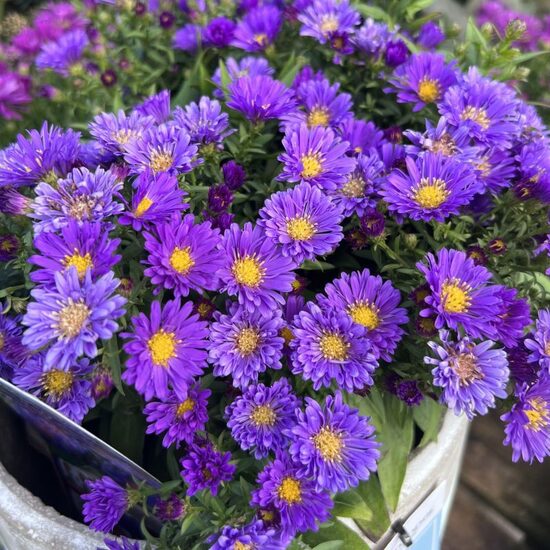 Spilvenveida ziemastere 'Indigo'