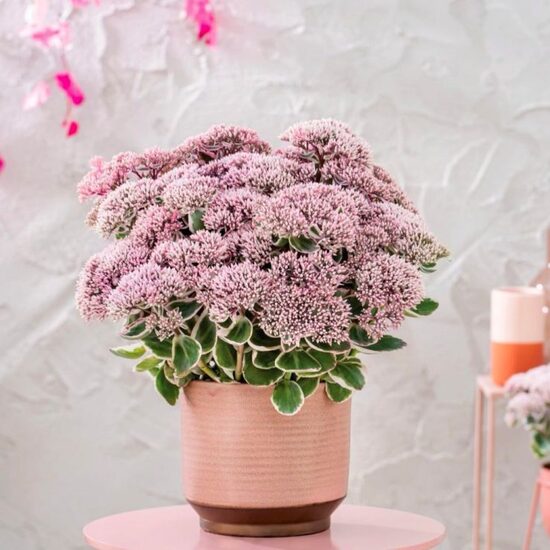 Čīkstene 'La Vie En Rose'
