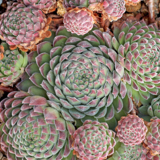 Saulrietenis 'Sugar Shimmer'