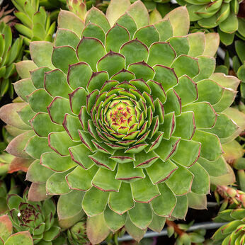 Saulrietenis 'Big Sam Chrome Green'