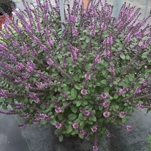 Baziliks 'Queen of Sheba'