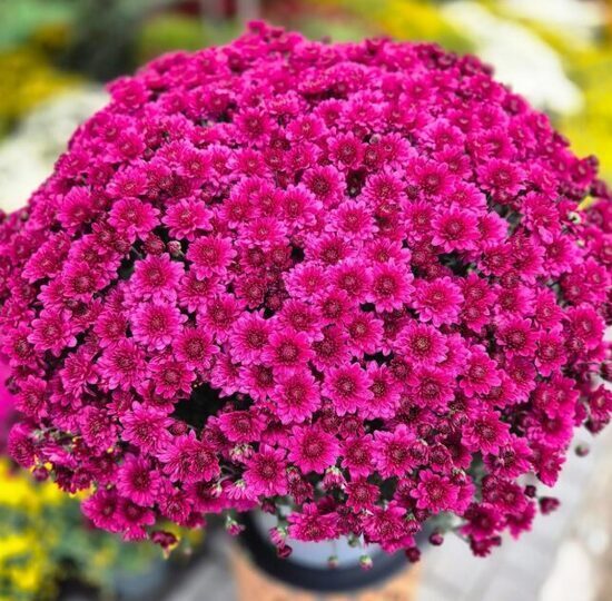 Krizantēma 'Sibli Fuchsia Purple'